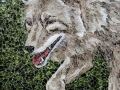 Coyote_TamaraJaeger_smallest