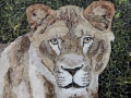 Lioness_Tamara_Jaeger_small