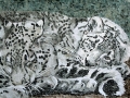 Snow_Leopards_Jaeger_small