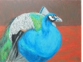 Peacock oil pastel Tamara Jaeger