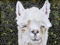 Jaeger_Alpaca_1_small