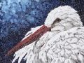 White_Stork_Tamara_Jaeger_small