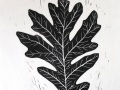 Burr_oak_black_thumb