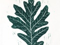 Burr_oak_green_thumb