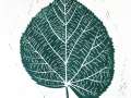 Linden_green_thumb