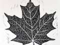 Maple_black_thumb