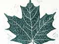 Maple_green_thumb