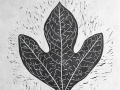 Sassafras_black_thumb