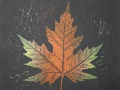 SilverMaple_redyellow_black_thumb