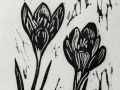 crocus_thumb
