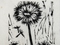 dandelion_thumb
