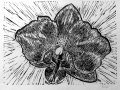 orchid_1-thumb-small