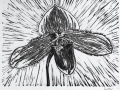 orchid_3_thumb