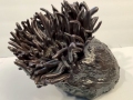 SeaAnemone_TamaraJaeger