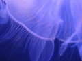 jellyfish Tamara Jaeger