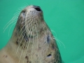 seal nose Tamara Jaeger