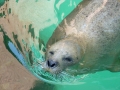 seal swimming Tamar Jjaeger