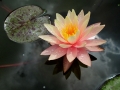 waterlily Tamara Jaeger