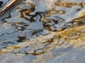 Arabesque: The Selkie water reflection Tamara Jaeger