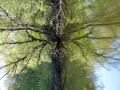 Sonata of the Green Man tree reflection Tamara Jaeger