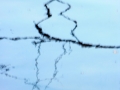 Rhapsody: Water Dancer tree reflection Tamara Jaeger