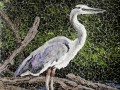 Blue_Heron_thumb