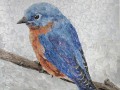 Bluebird_thumb