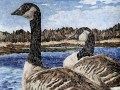 Canada_Geese_thumb