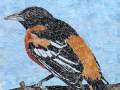 Oriole_collage_small