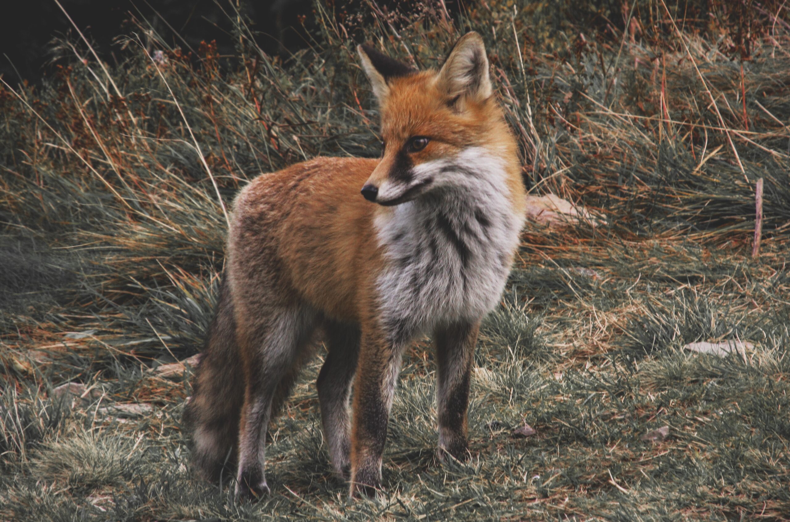 red fox photo