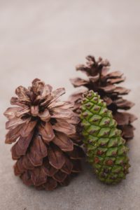 Pinecones