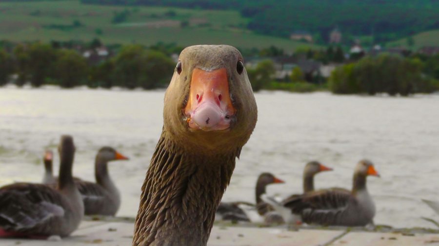 geese on the water