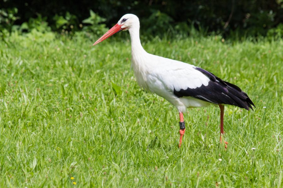 photo of a white stork