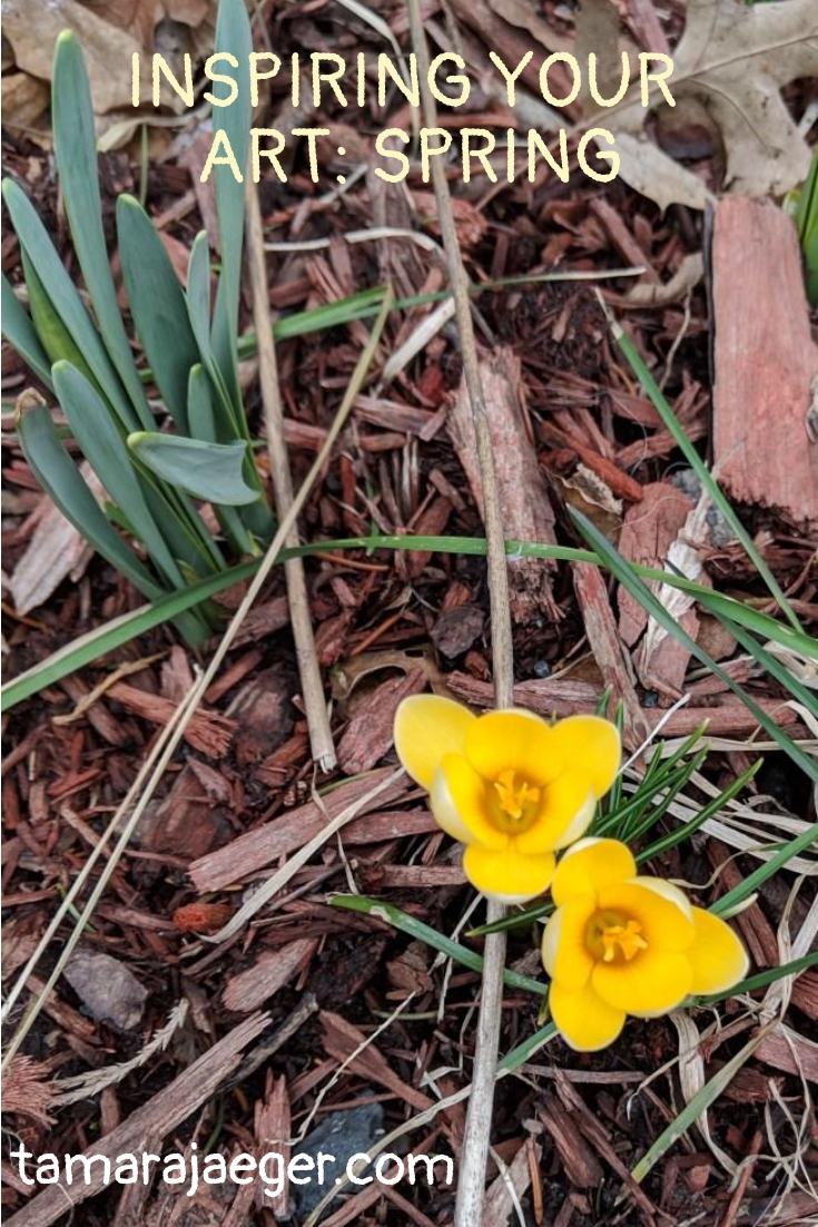 spring crocus flowers