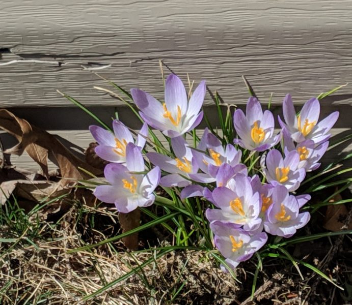 purple spring crocus flowers by Tamara Jaeger