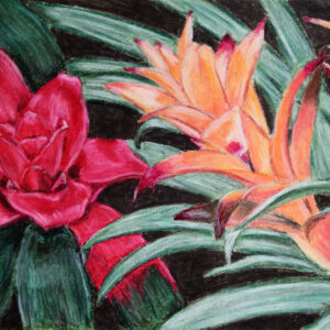 Bromeliad flower oil pastel painting by Tamara Jaeger