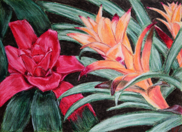 Bromeliad flower oil pastel painting by Tamara Jaeger