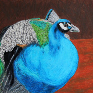 peacock oil pastel by Tamara Jaeger