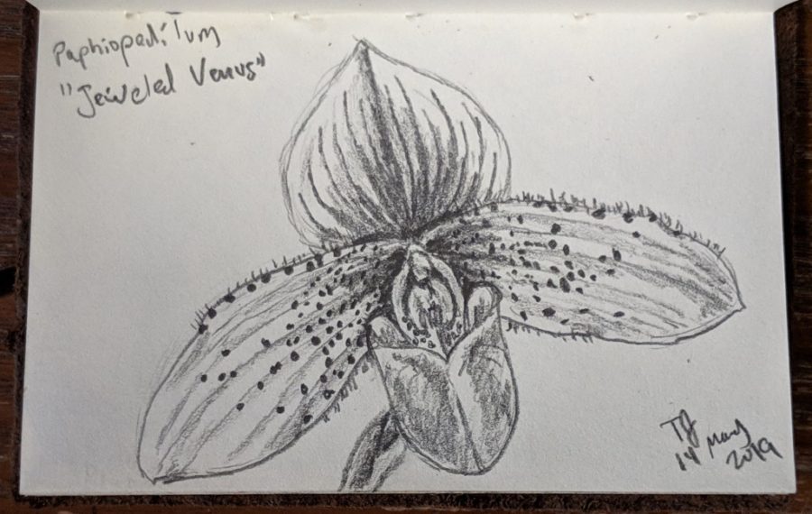 Paphiopedilum orchid sketch by Tamara Jaeger