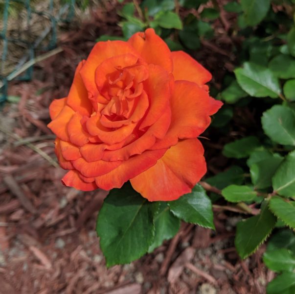 orange Gingersnap rose