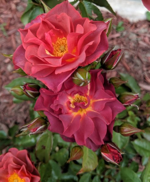 purple-pink Cinco de Mayo roses