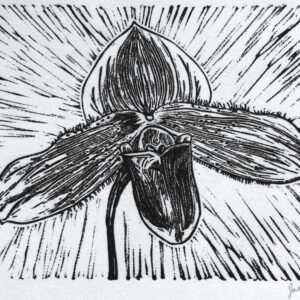 Paphiopedilum slipper orchid lino print