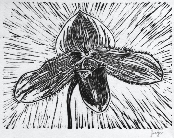 Paphiopedilum slipper orchid lino print