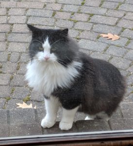 Harry black and white cat