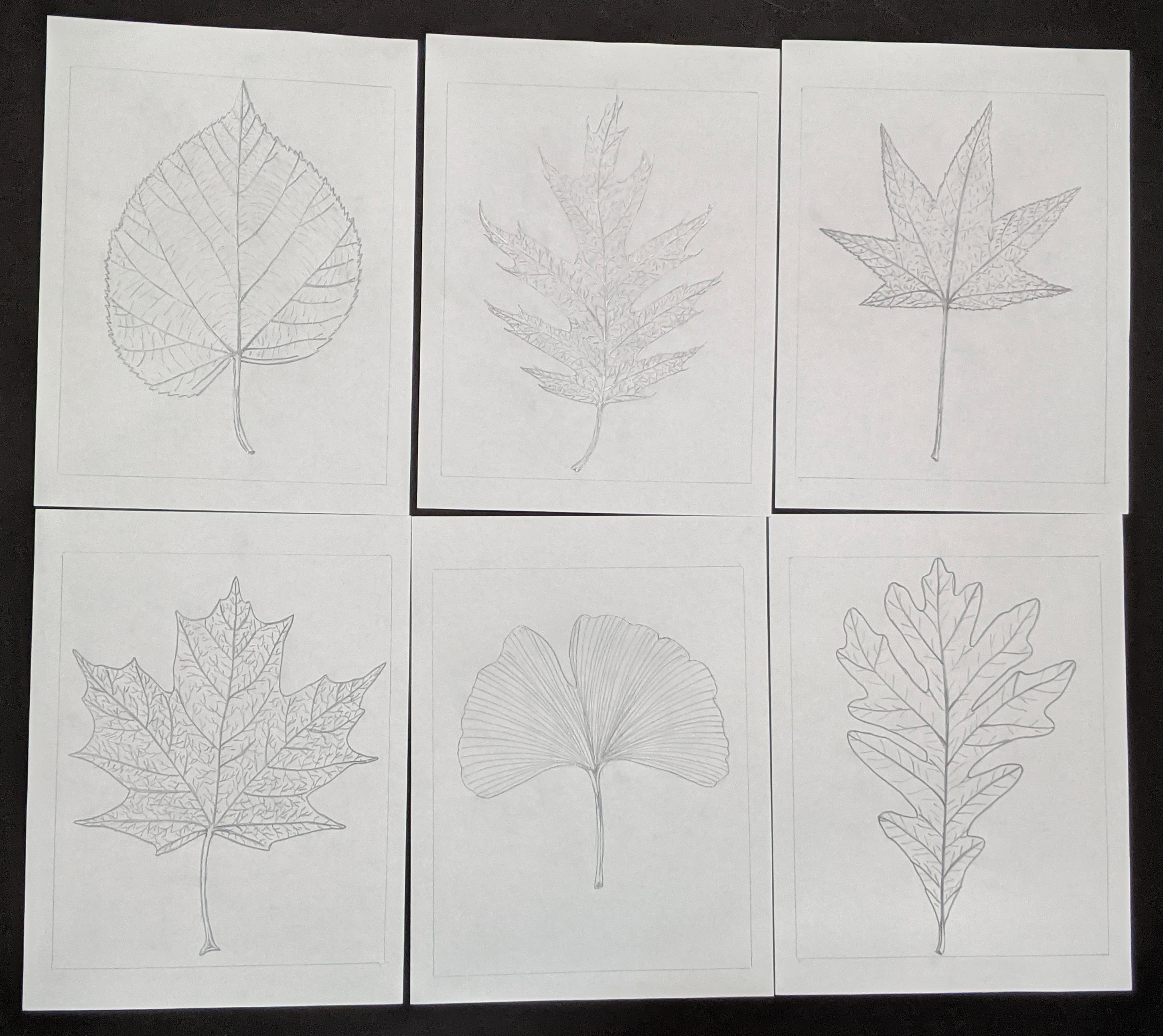 leaf linocut series sketches